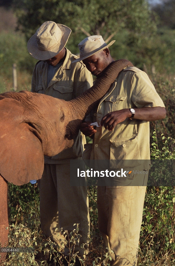 Encargado de elefante africano (Loxodonta africana) Mishak Nzimbi medicar Salama de orfandad ojo, Da