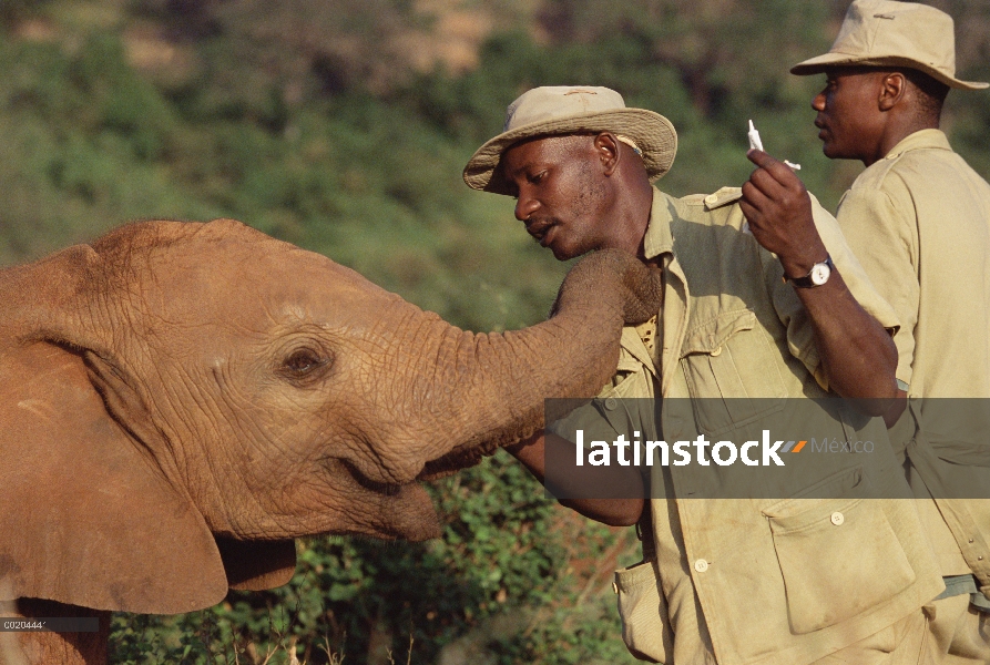 Elefante africano (Loxodonta africana) huérfano, Salama, recibiendo medicación su ojo de Mishak Nzim