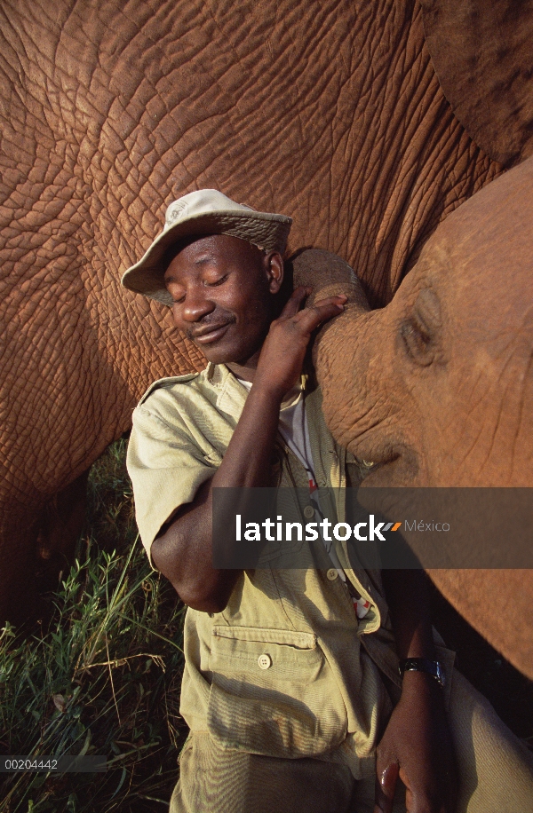 Huérfano de elefante africano (Loxodonta africana), Natumi, saludado por keeper Mishak Nzimbi, David