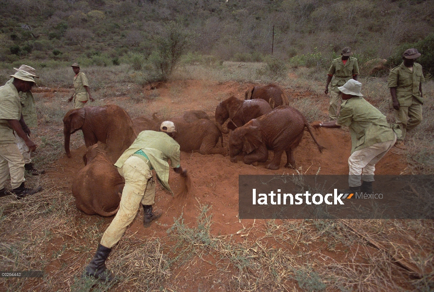 Bebés de elefante africano (Loxodonta africana) en el baño de polvo tienden a cuidadores, David Shel