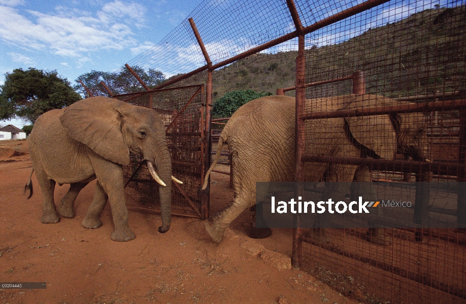 Huérfanos del elefante africano (Loxodonta africana) se llama Imenti y Dika, entrar en la estacada, 