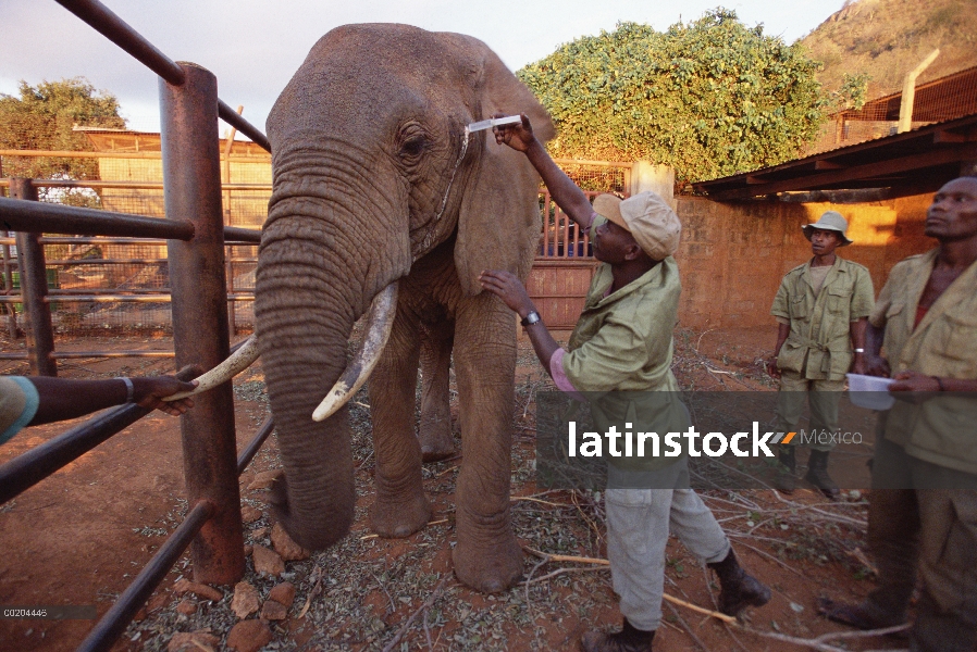 Huérfano de elefante africano (Loxodonta africana), Dika, recibe medicación de Mishak Nzimbi en empa