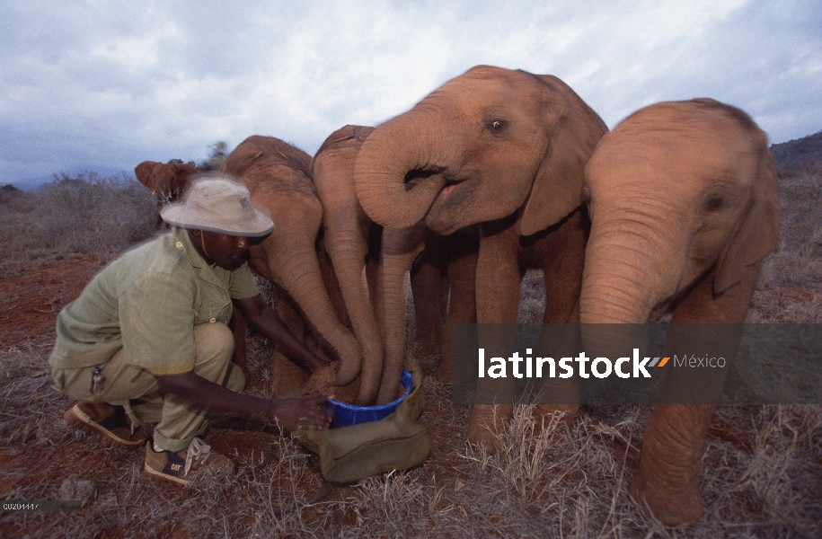 Huérfanos del elefante africano (Loxodonta africana) siendo alimentados con una comida de coco por M