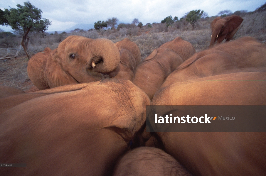 Elefante africano (Loxodonta africana) huérfanos siendo alimentados con una comida de coco en el ama