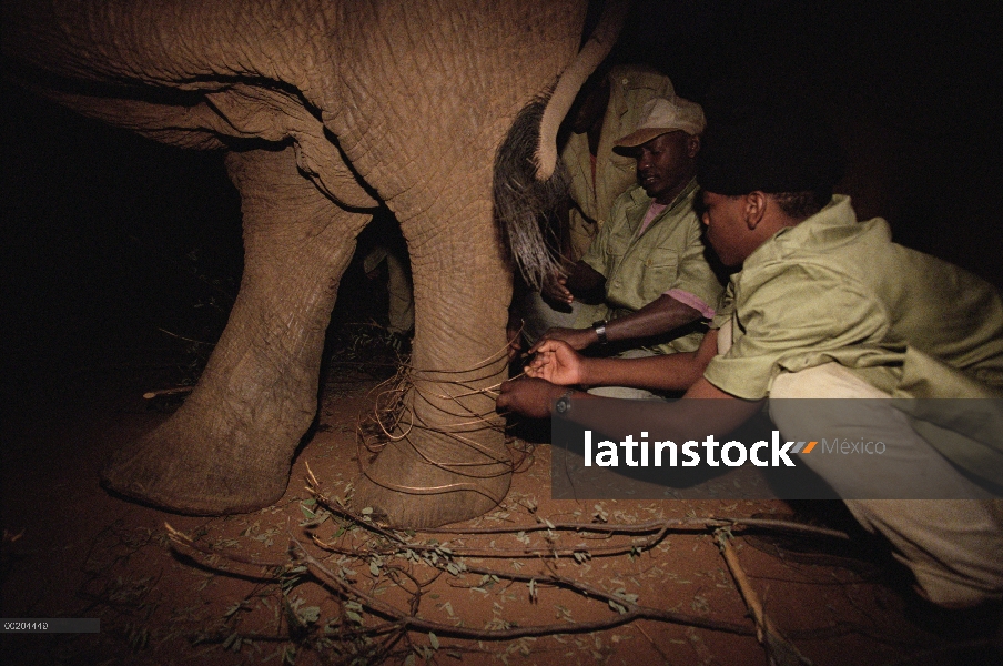 Huérfano de elefante africano (Loxodonta africana), Dika, tiene trampa de alambre extraído de la pie