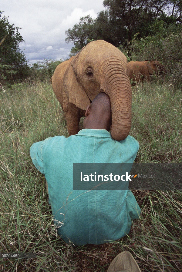 Huérfano de elefante africano (Loxodonta africana) jugando con cabeza, David Sheldrick Wildlife Trus