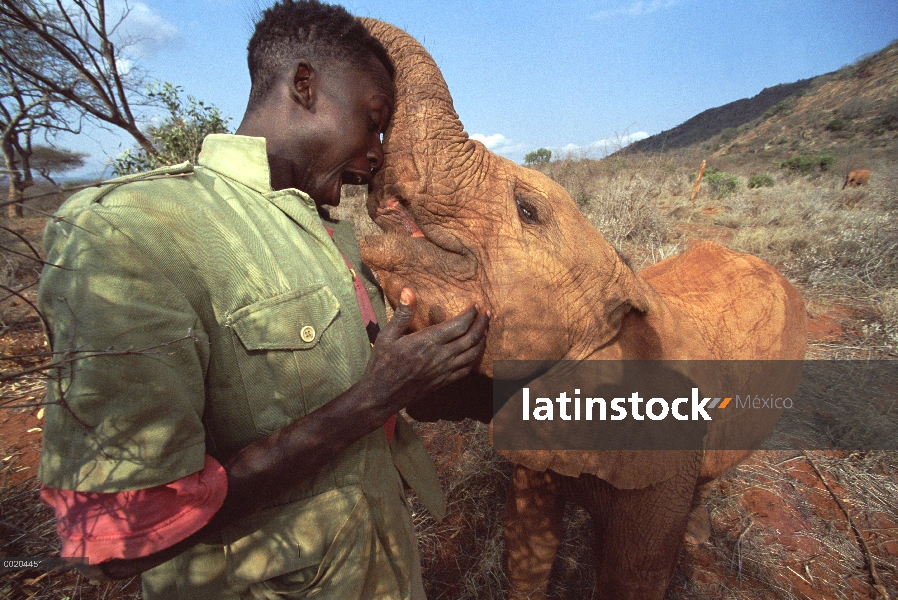 Encargado de elefante africano (Loxodonta africana) Benson jugando con huérfano bebé Nyiro, David Sh