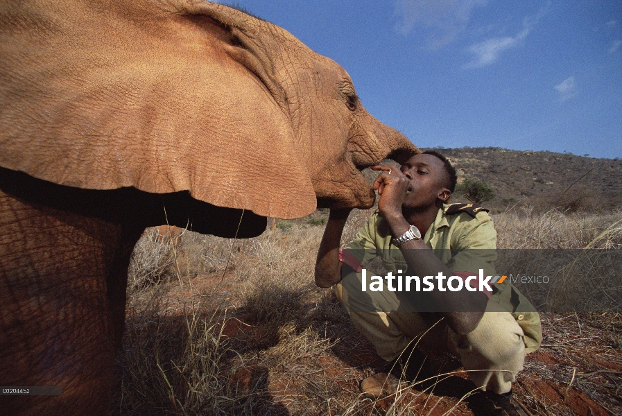 Encargado de elefante africano (Loxodonta africana) Benson jugando con huérfano bebé Nyiro, David Sh