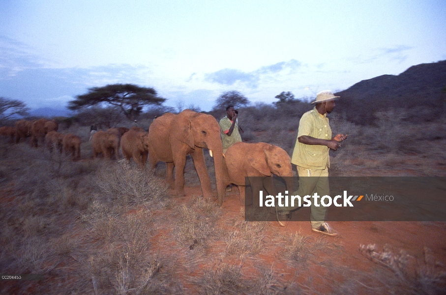 Encargado de elefante africano (Loxodonta africana) Mishak Nzimbi caminando con huérfano en la selva