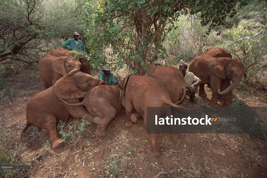 Elefante africano (Loxodonta africana) huérfano Natumi y la huérfana descansando ocho en su primera 