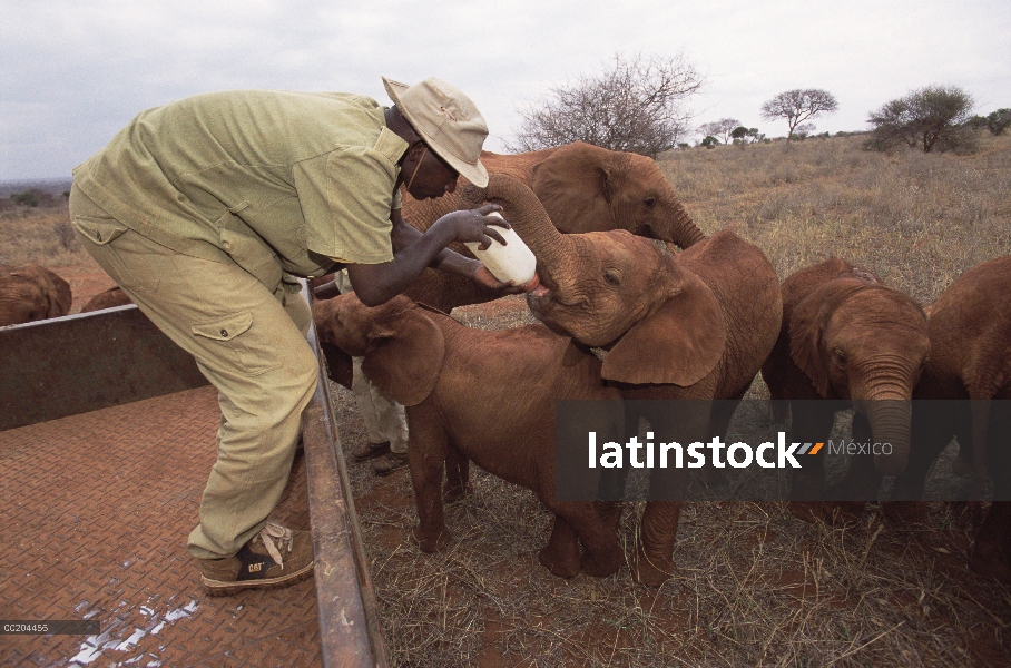 Encargado de elefante africano (Loxodonta africana) Mishak Nzimbi alimentación botella de leche a hu