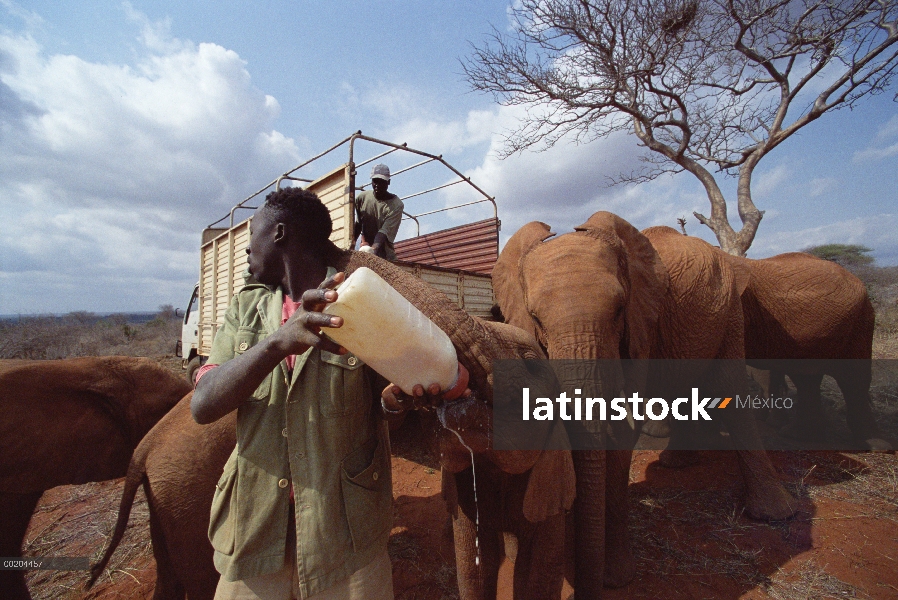 Encargados del elefante africano (Loxodonta africana) alimentación de botellas de leche en bush, Dav