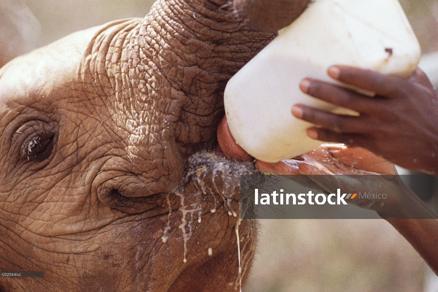 Huérfano de elefante africano (Loxodonta africana) llamado Natumi, un 13 meses alimentadas, David Sh