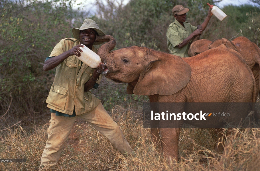 Elefante africano (Loxodonta africana) huérfano Natumi siendo botella alimentado en bush por keeper 