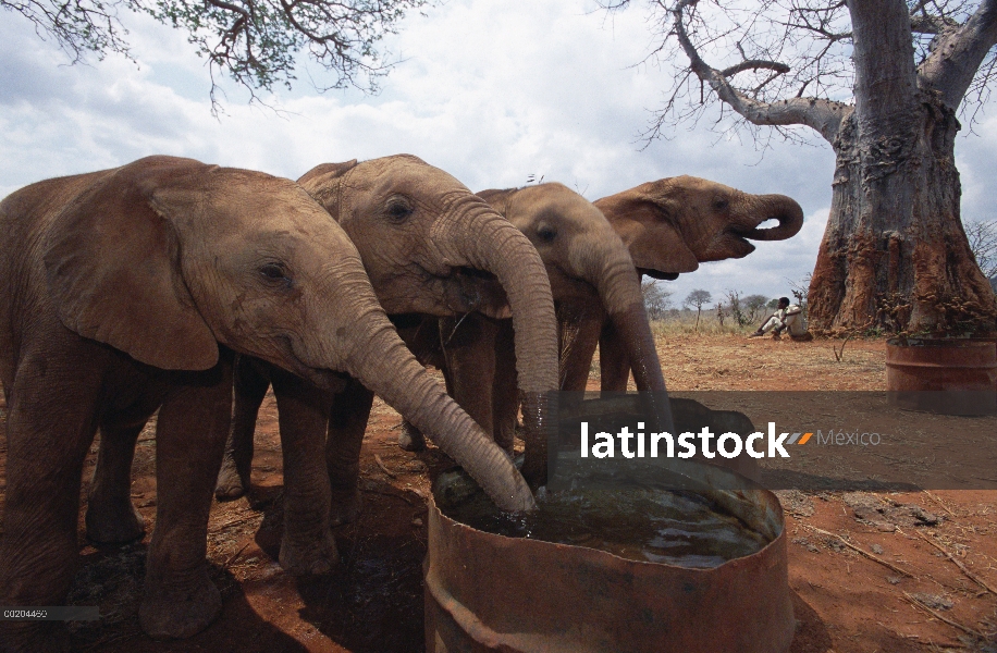 Huérfanos del elefante africano (Loxodonta africana) de barriles de agua cerca de baobab baños de ba