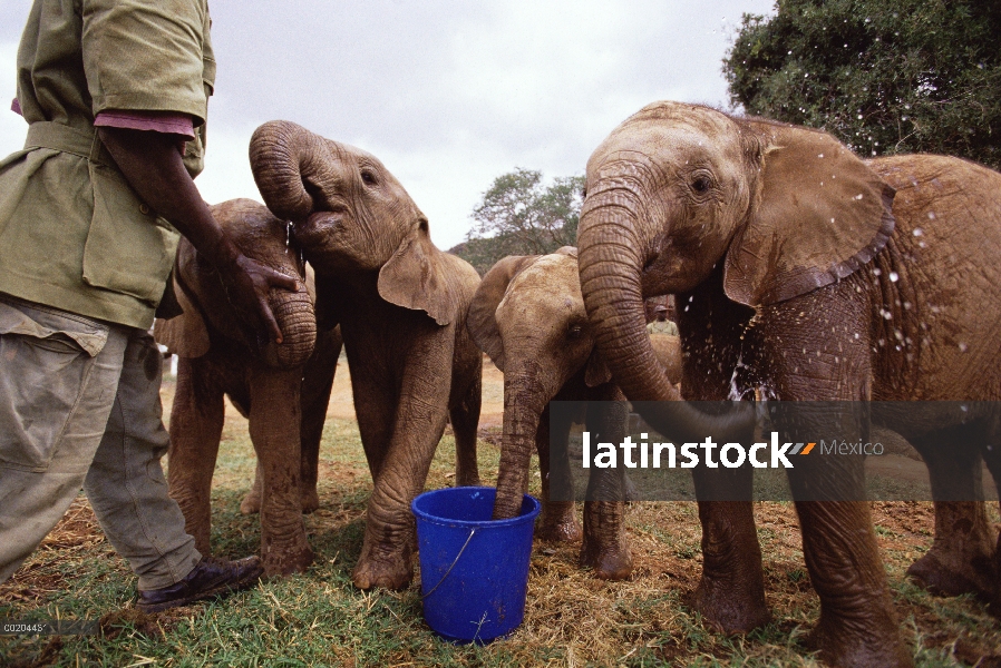 Elefante africano (Loxodonta africana) huérfanos beber agua fresca del cubo, Natumi segundo desde la