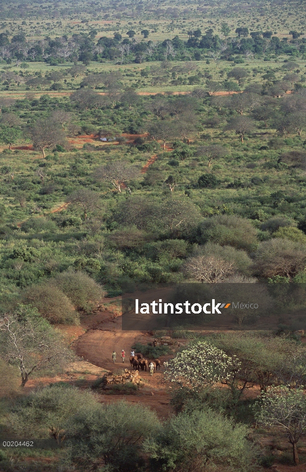 Elefante africano (Loxodonta africana) huérfano ocho siendo conducido hacia la empalizada de noche t