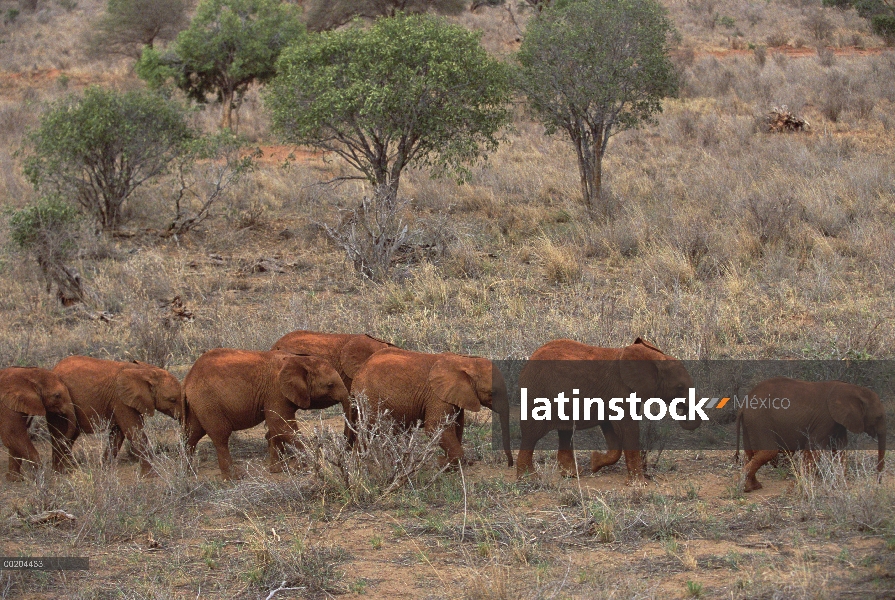 Elefante africano (Loxodonta africana) huérfanos poco caminando en línea de nuevo a la estacada al a