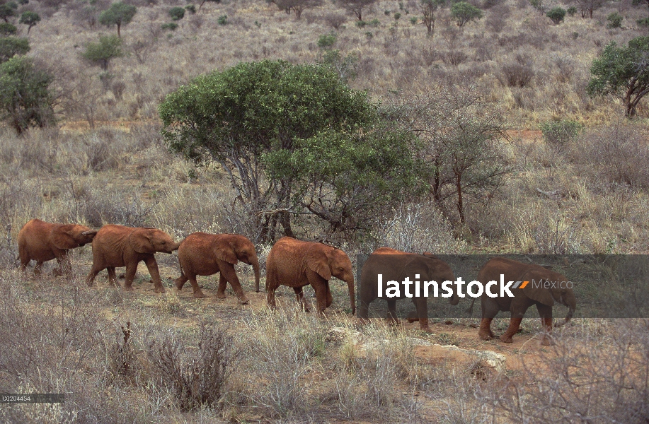 Elefante africano (Loxodonta africana) Natumi líderes a jóvenes huérfanos caminando en una línea de 