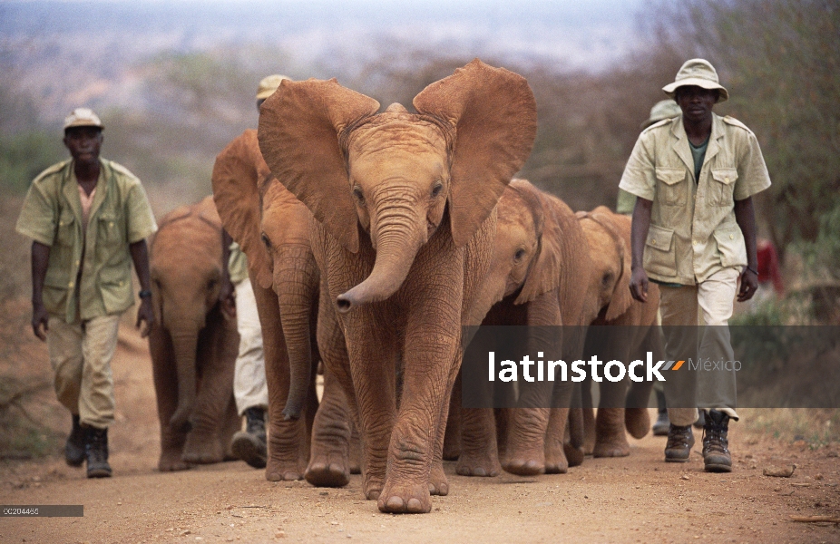 Elefante africano (Loxodonta africana) huérfanos con cuidadores, dirigidos por Natumi hacia la empal