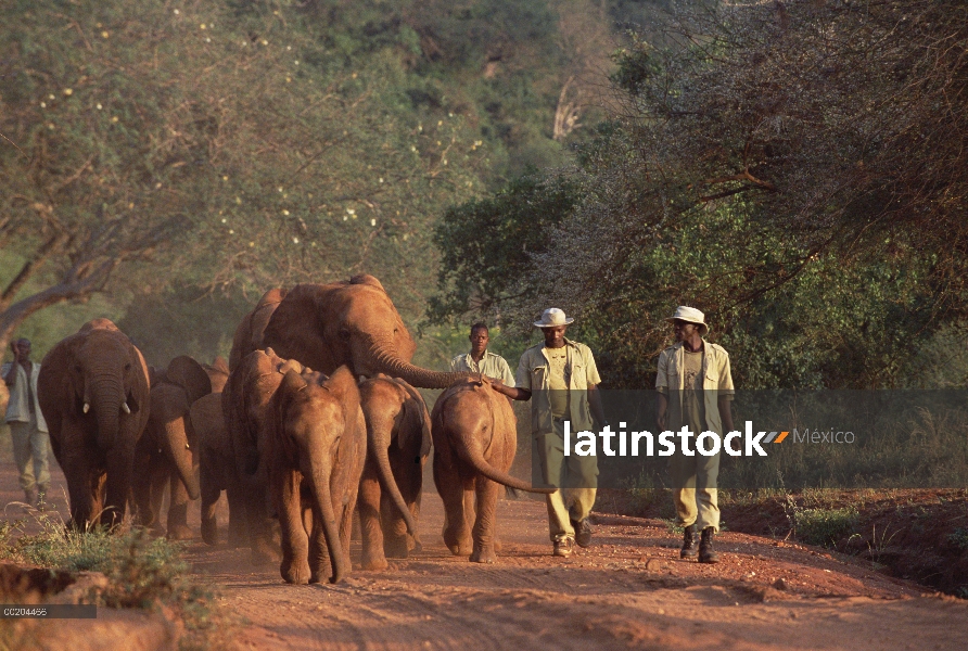 Elefante africano (Loxodonta africana) los ocho huérfanos siendo conducidos hacia la noche estacada 