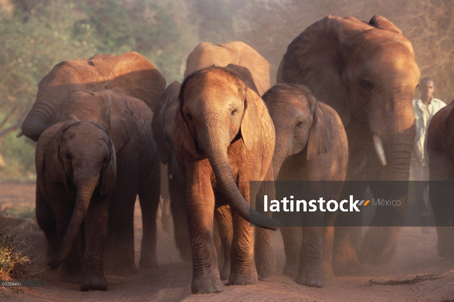 Elefante africano (Loxodonta africana) los ocho huérfanos siendo conducidos hacia la noche estacada 