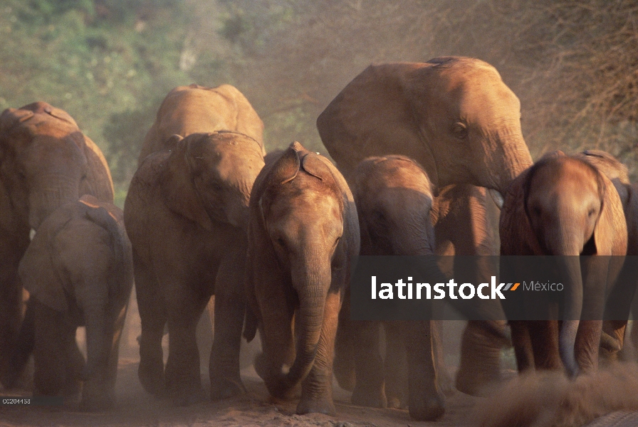 Elefante africano (Loxodonta africana) los ocho huérfanos siendo conducidos hacia la noche estacada 