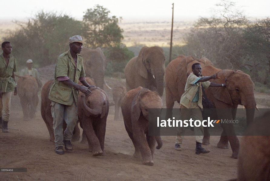 Elefante africano (Loxodonta africana) orphanbabies volvió a empalizada al atardecer por Mishak Nzim