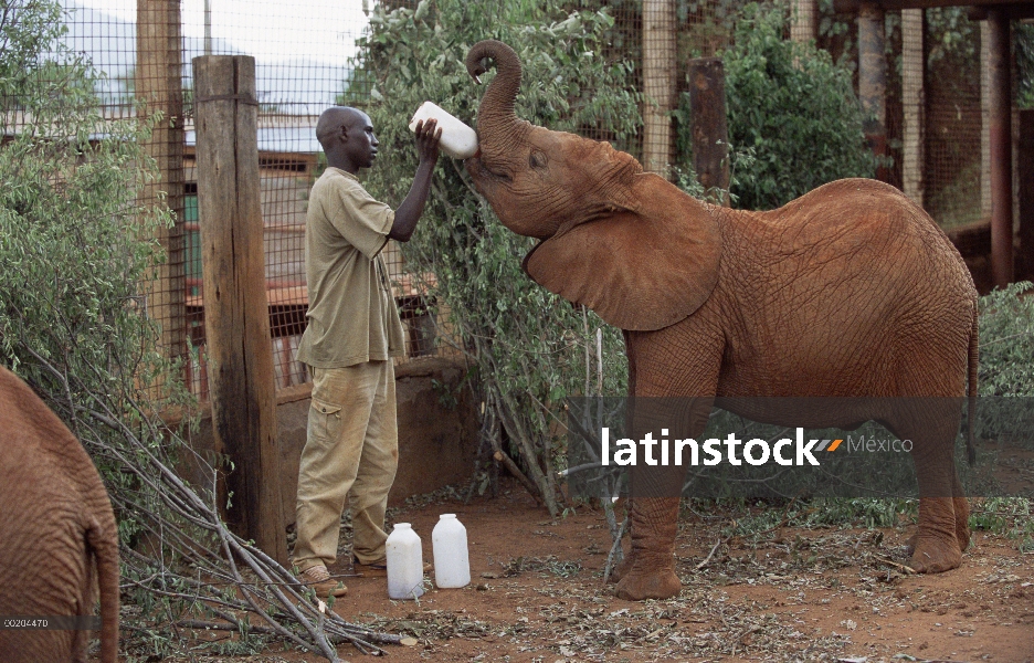 Elefante africano (Loxodonta africana) encargado de la alimentación de Menza huérfano, marcha lenta,