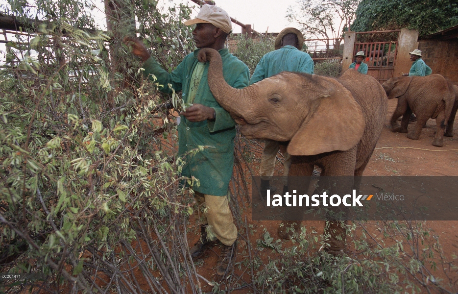 Huérfano de elefante africano (Loxodonta africana) aprendiendo que las plantas para comer en empaliz