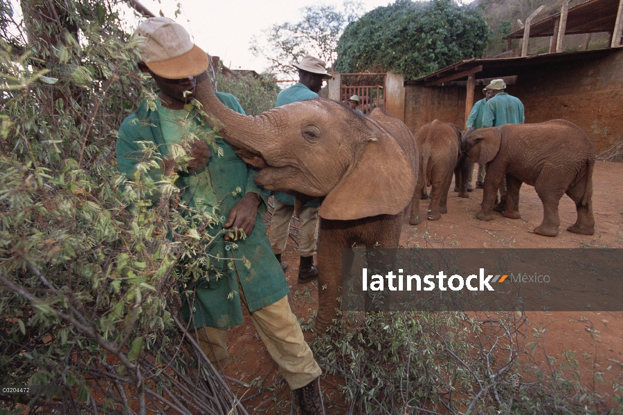 Huérfano de elefante africano (Loxodonta africana) aprendiendo que las plantas para comer en empaliz