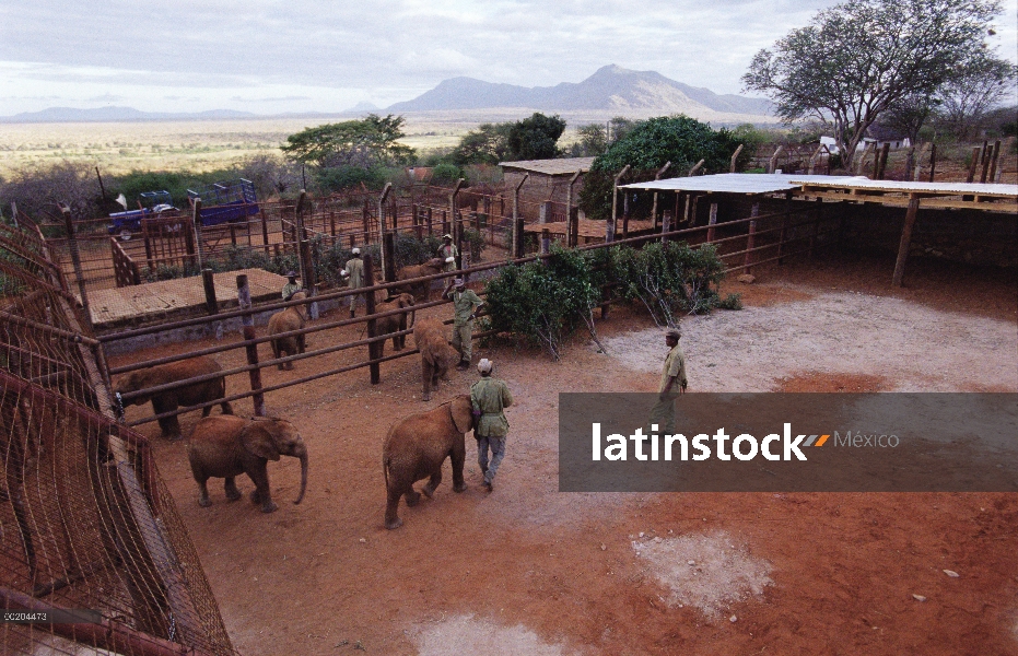 Elefante africano (Loxodonta africana) huérfano estacada, David Sheldrick Wildlife Trust, Parque Nac