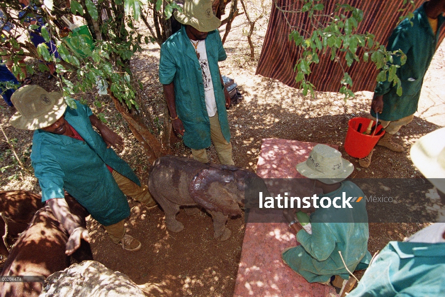 Huérfano del elefante africano (Loxodonta africana), Kinna, una semana de edad, siendo alimentado po