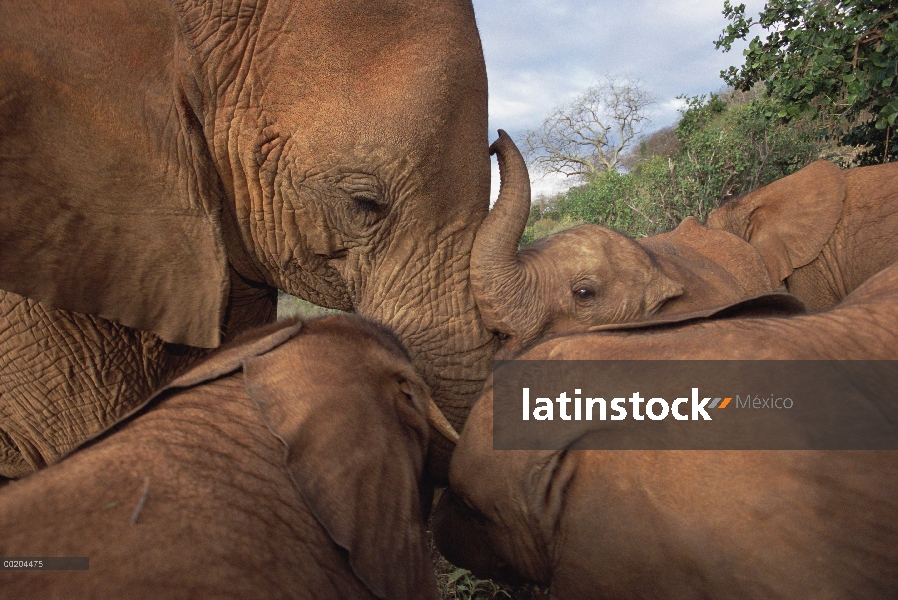 Elefante africano (Loxodonta africana) bebé huérfano reunión Malalka, una mujer vieja, David Sheldri