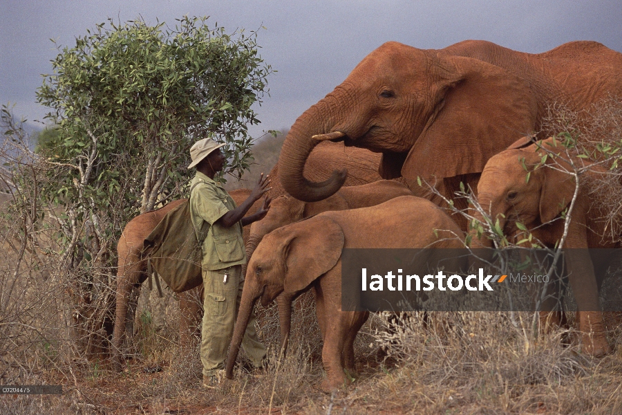 Encargado de elefante africano (Loxodonta africana) Mishak Nzimbi hablando con Malalka, un huérfano 