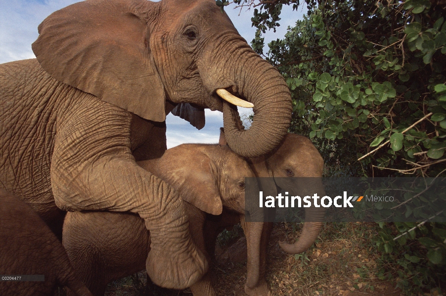 Huérfano de elefante africano (Loxodonta africana) llamada Malalka, madre de un par de jóvenes huérf