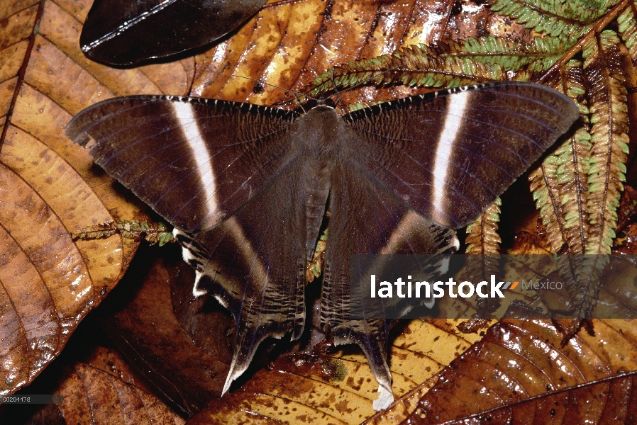 Hembra de la polilla (Uraniidae), diurno, especies de la selva tropical, Papua Nueva Guinea