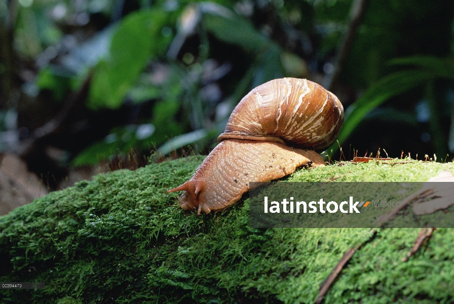 Caracol en el bosque, Valle de Los Cedros, Ecuador