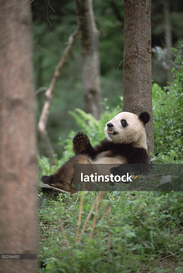 Panda gigante (Ailuropoda melanoleuca) apoyada en el árbol