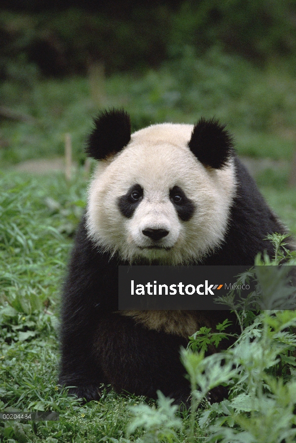 Retrato del Panda gigante (Ailuropoda melanoleuca)