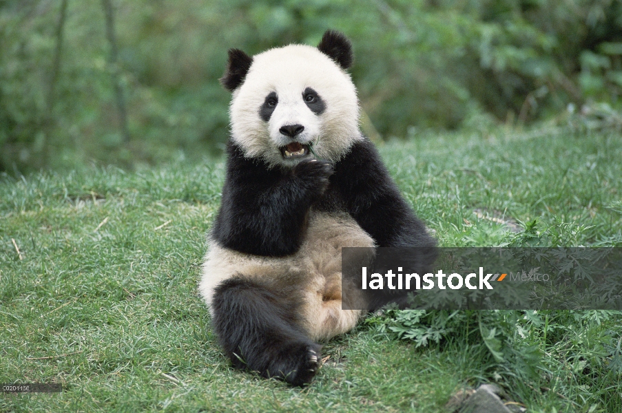 Panda gigante (Ailuropoda melanoleuca) sesión