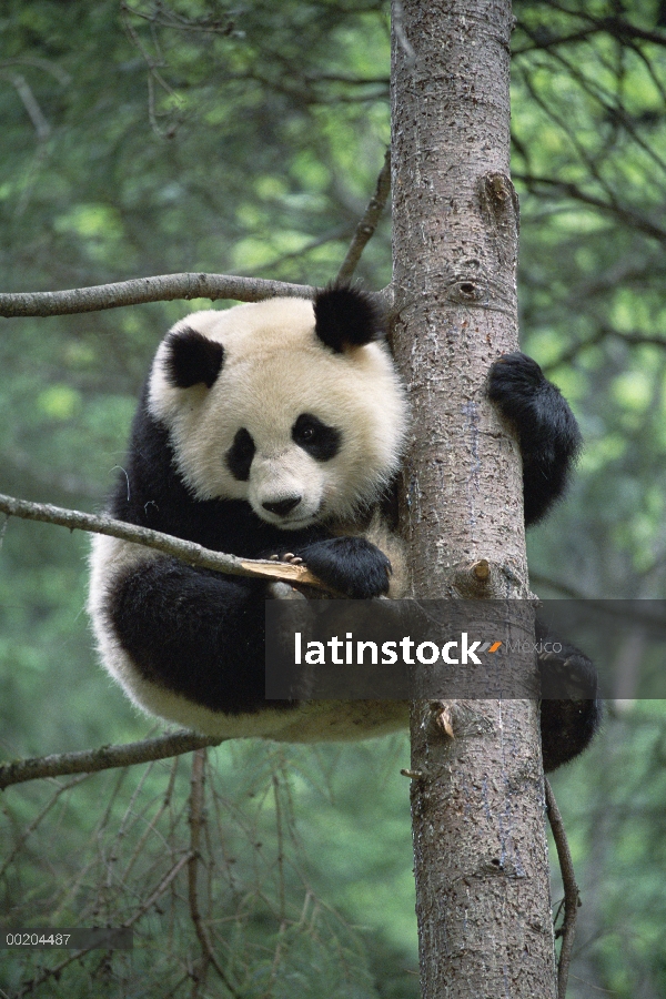 Panda gigante (Ailuropoda melanoleuca) en árbol