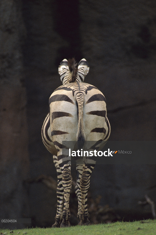 Hindview de la cebra de montaña (Equus zebra hartmannae) de Hartmann, nativo de África