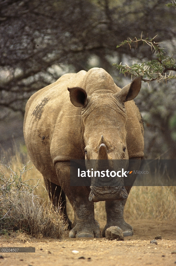 Rinoceronte blanco (simum de Ceratotherium) mujer, Lewa Wildlife Conservancy, Kenia