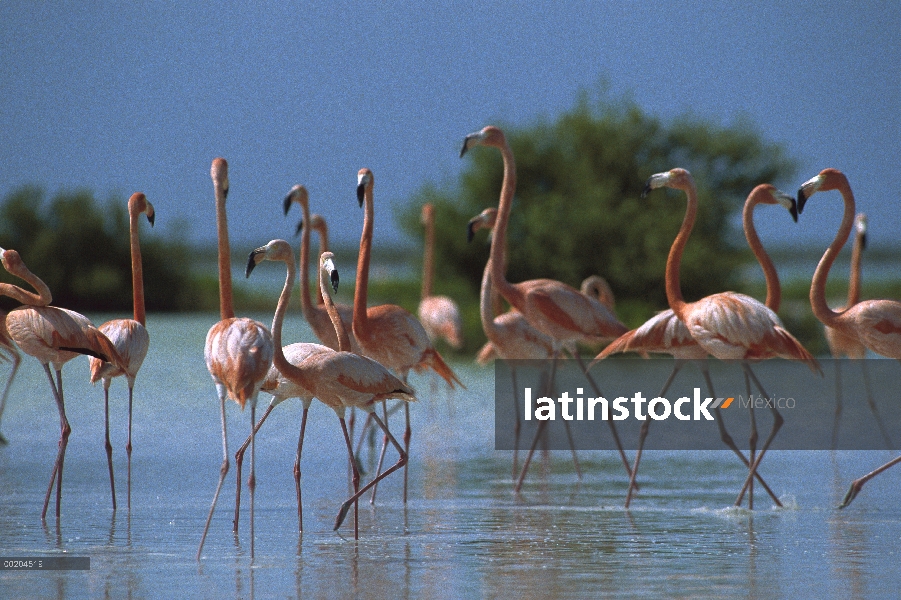 Mayor bandada de flamencos (Phoenicopterus ruber) vadeando, África