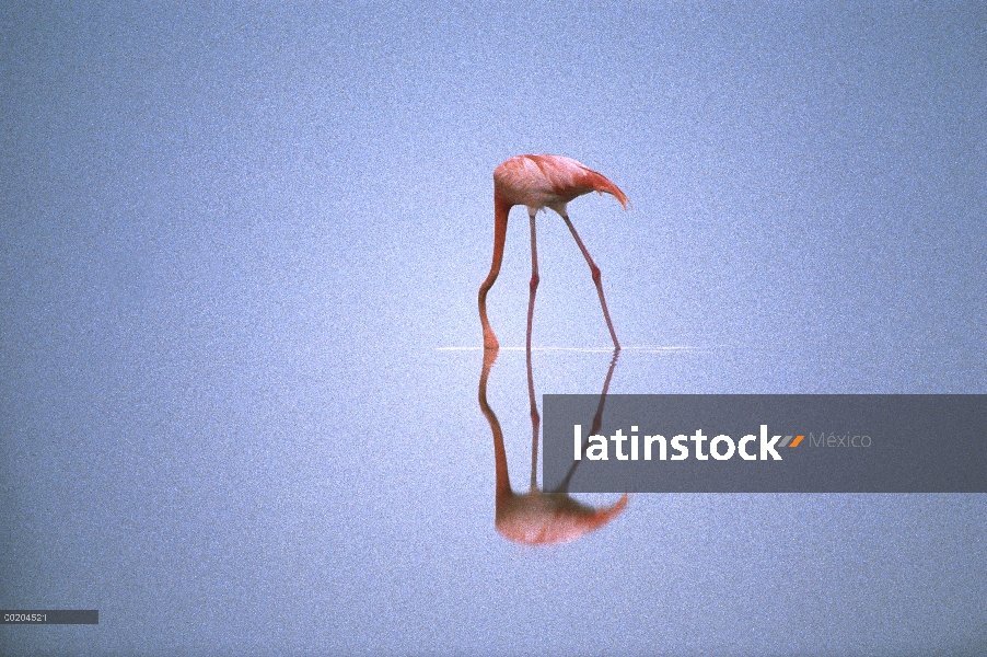 Flamenco (Phoenicopterus ruber) alimentación, África