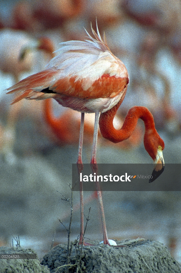 Mayor padre de flamenco (Phoenicopterus ruber) en el nido con huevo, Parque Nacional Inagua, Bahamas