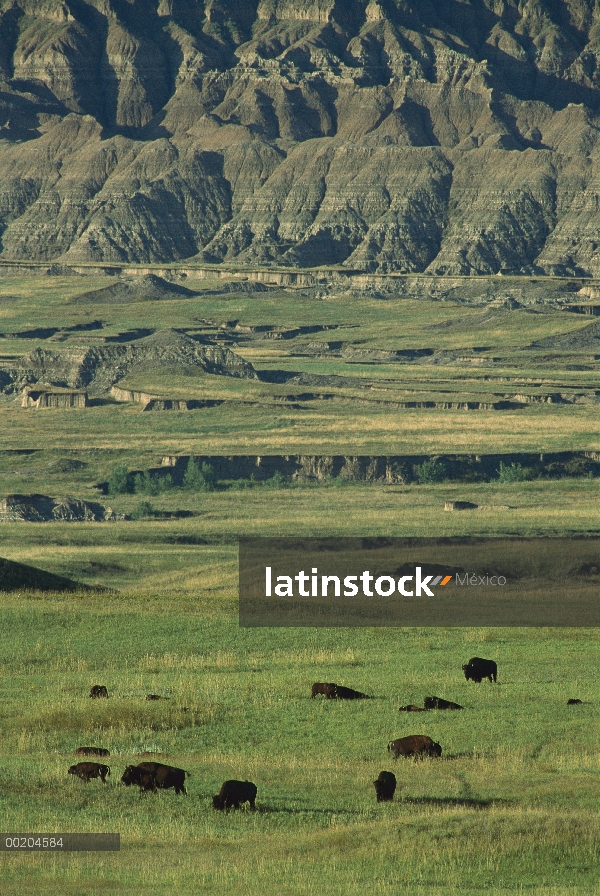 Bisonte americano (bisonte del bisonte) manada pastando en la pradera, el Parque Nacional Badlands, 