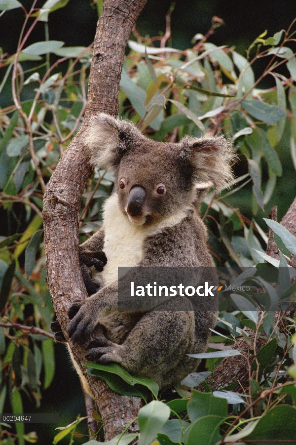 Varón joven Koala (cinereus de Phascolarctos) en árbol de eucalipto, del este bosques Australia