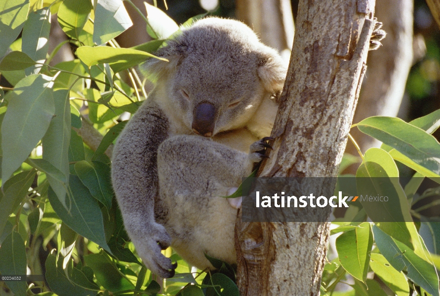 Koala (cinereus de Phascolarctos) hombre durmiendo en el árbol, este bosques Australia